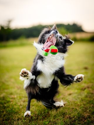 Melounková sezona ke v plném proudu😍 Kam letos razíte s vašimi čtyřnohými parťáky na dovču? Spíš odpočinkové nebo naopak...