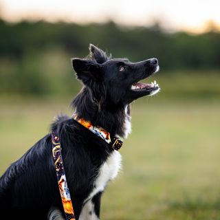 🦊 NOVÁ KOLEKCE LIŠKY 🦊 Po dlouhém napínání je to tu! Nová podzimní kolekce s motivem lišek🤩 V kolekci najdete obojky,...