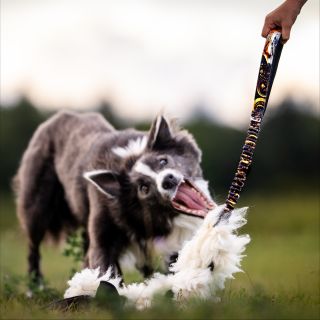 Kdo z vás už si ulovil něco z liščí kolekce?🙋🏼‍♀️🦊 #hoaxxcz #handmade #obojky #vodítka #lišky