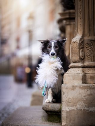 Do přírody i do města👌🏻 Svítící Chuckit Glow s ovečkou a amortizérovou rukojetí #hoaxxcz #handmade #bordercollie...